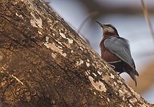 General knowledge about Indian nuthatch