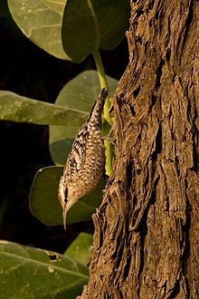 Indian spotted creeper