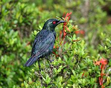 General knowledge about Asian glossy starling