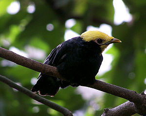 General knowledge about Golden-crested myna