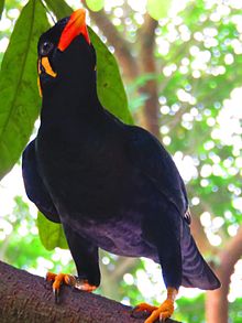 General knowledge about Common hill myna