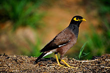 General knowledge about Common myna