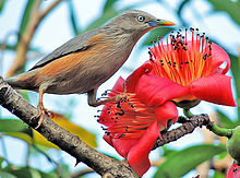 General knowledge about Chestnut-tailed starling