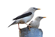 General knowledge about White-headed starling