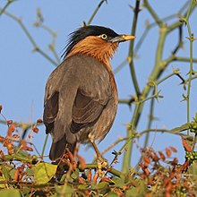General knowledge about Brahminy starling