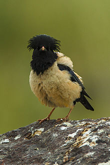 General knowledge about Rosy starling