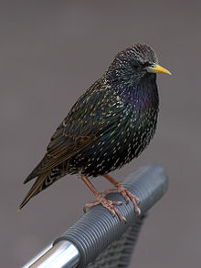 General knowledge about Common starling