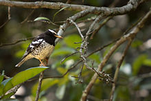 General knowledge about Pied thrush
