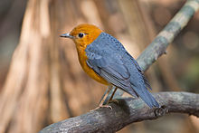 General knowledge about Orange-headed thrush