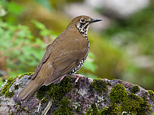 General knowledge about Himalayan thrush