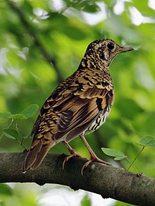 General knowledge about Scaly thrush