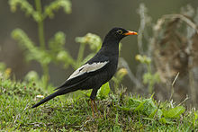 General knowledge about Grey-winged blackbird