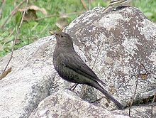 Tibetan blackbird