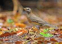 General knowledge about Eyebrowed thrush