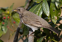 General knowledge about Black-throated thrush