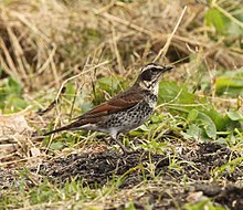 General knowledge about Dusky thrush