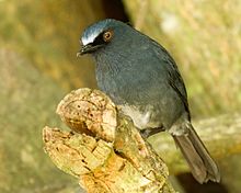 General knowledge about White-bellied blue robin