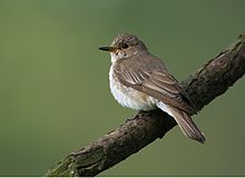 General knowledge about Spotted flycatcher