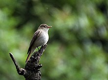 General knowledge about Rusty-tailed flycatcher