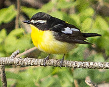 General knowledge about Yellow-rumped flycatcher