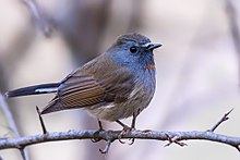 General knowledge about Rufous-gorgeted flycatcher