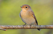 General knowledge about Taiga flycatcher
