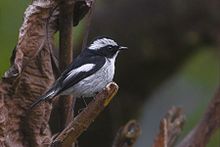General knowledge about Little pied flycatcher