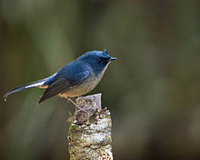 General knowledge about Slaty-blue flycatcher