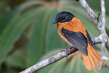 General knowledge about Black-and-orange flycatcher