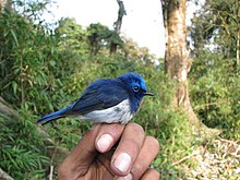 General knowledge about Sapphire flycatcher
