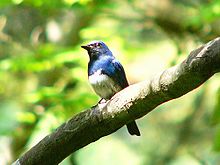 General knowledge about Blue-and-white flycatcher