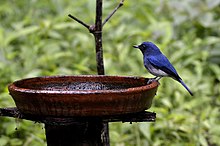 General knowledge about White-bellied blue flycatcher