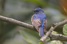 Blue-throated blue flycatcher