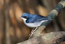 General knowledge about Siberian blue robin