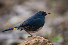 General knowledge about White-bellied redstart