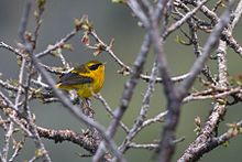 General knowledge about Golden bush robin