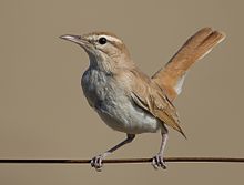 General knowledge about Rufous-tailed scrub robin