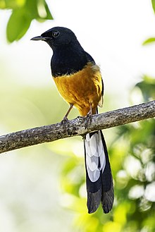 General knowledge about White-rumped shama