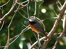 General knowledge about Common redstart