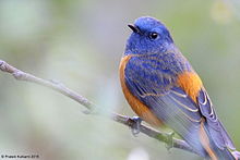 General knowledge about Blue-fronted redstart