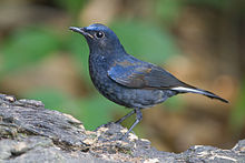 General knowledge about White-tailed robin