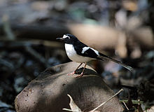 General knowledge about Black-backed forktail