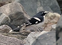 General knowledge about Slaty-backed forktail