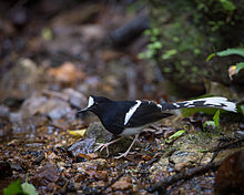 General knowledge about White-crowned forktail
