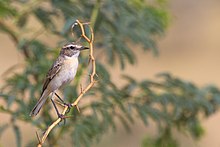 General knowledge about White-browed bush chat