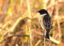 White-tailed stonechat