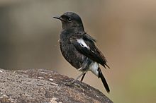 General knowledge about Pied bush chat