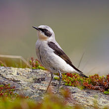 General knowledge about Northern wheatear