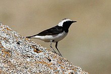 General knowledge about Pied wheatear