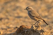 General knowledge about Red-tailed wheatear